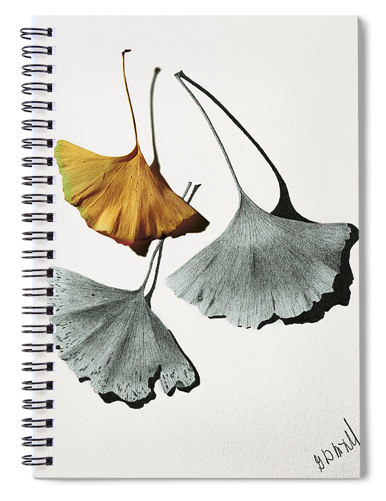 770x1000 Ginkgo Leaves Spiral Notebook For Sale - Ginkgo Leaf Drawing
