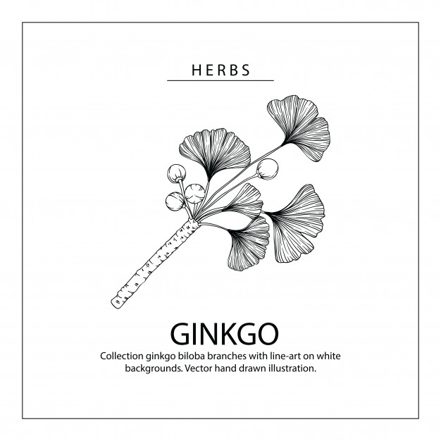 626x626 Ginkgo Biloba Leaf Drawings Vector Premium Download - Ginkgo Leaf Drawing