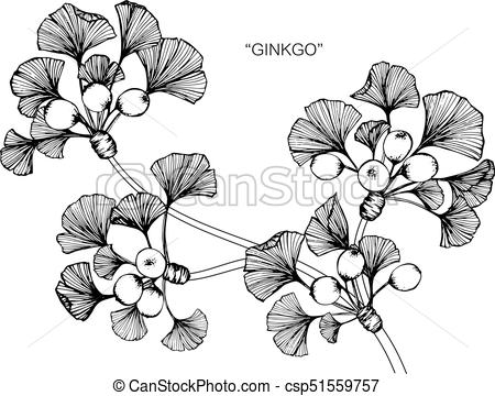 450x360 Ginkgo Leaves Drawing And Sketch With Line Art On White Backgrounds - Ginkgo Leaf Drawing