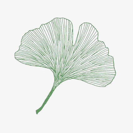 425x425 Hand Drawn Ginkgo Biloba, Green Leaves, Leaves, Leaf Png Image - Ginkgo Leaf Drawing