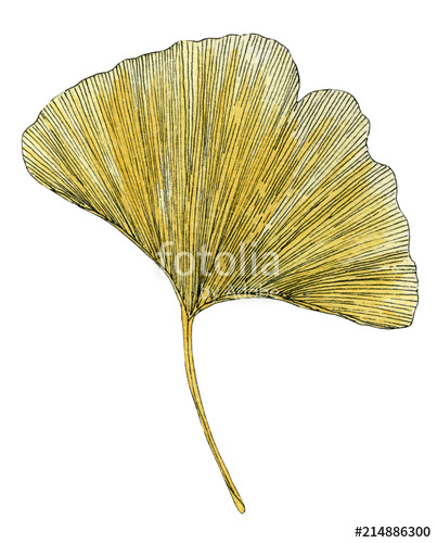 403x500 Hand Drawn Watercolor Painting Of Ginkgo Leaves Botanical - Ginkgo Leaf Drawing