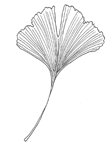 225x300 Key To Common Colorado Landscape Trees - Ginkgo Leaf Drawing