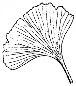 309x350 Leaf Stamps - Ginkgo Leaf Drawing