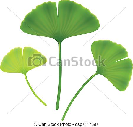 450x429 Leaves Of Ginkgo Biloba Vector Illustration On White Background - Ginkgo Leaf Drawing