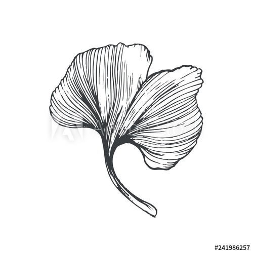 500x500 Vector Beautiful Ginkgo Leaf Drawing In Line Art Style Isolated - Ginkgo Leaf Drawing