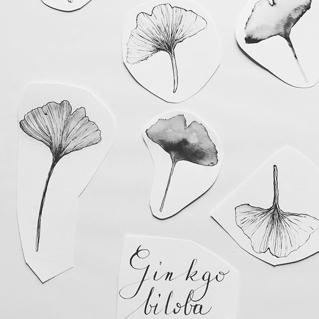 640x640 Work In Progress Ginkgo Biloba - Ginkgo Leaf Drawing