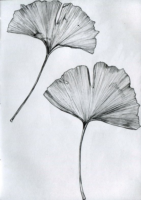 554x785 Ginkgo Tree Tattoo Tattoo It Drawings, Leaf Drawing, Japanese - Ginkgo Leaf Drawing