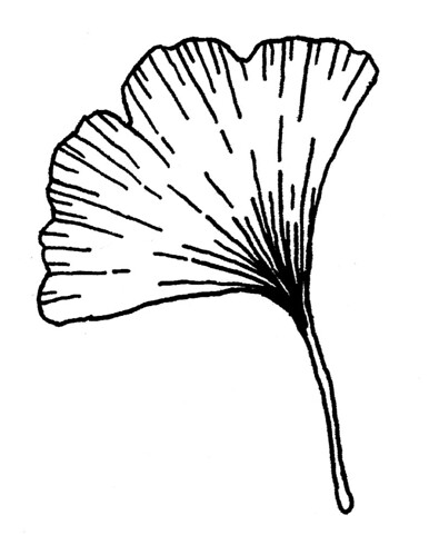 386x499 Kirin Notebook - Ginkgo Leaf Drawing