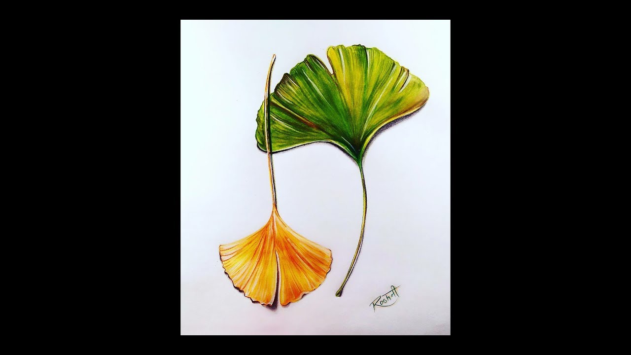 1280x720 Easy Way To Draw Ginkgo Leaves Step - Ginkgo Leaf Drawing