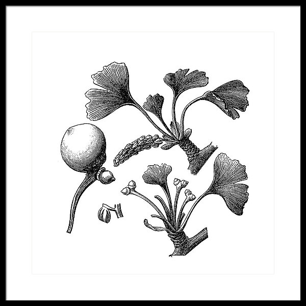 600x600 Ginkgo Biloba Framed Print - Ginkgo Tree Drawing
