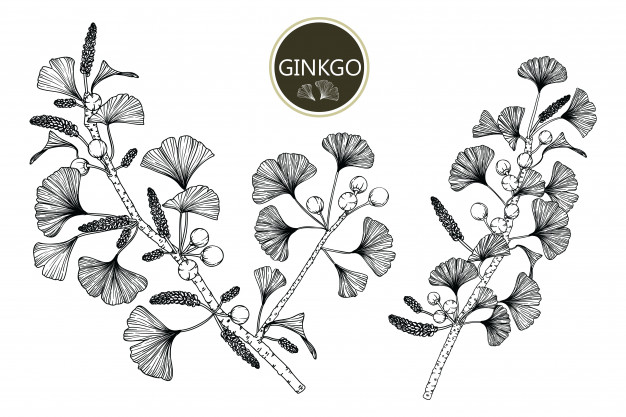 626x417 Ginkgo Biloba Vectors, Photos And Free Download - Ginkgo Tree Drawing