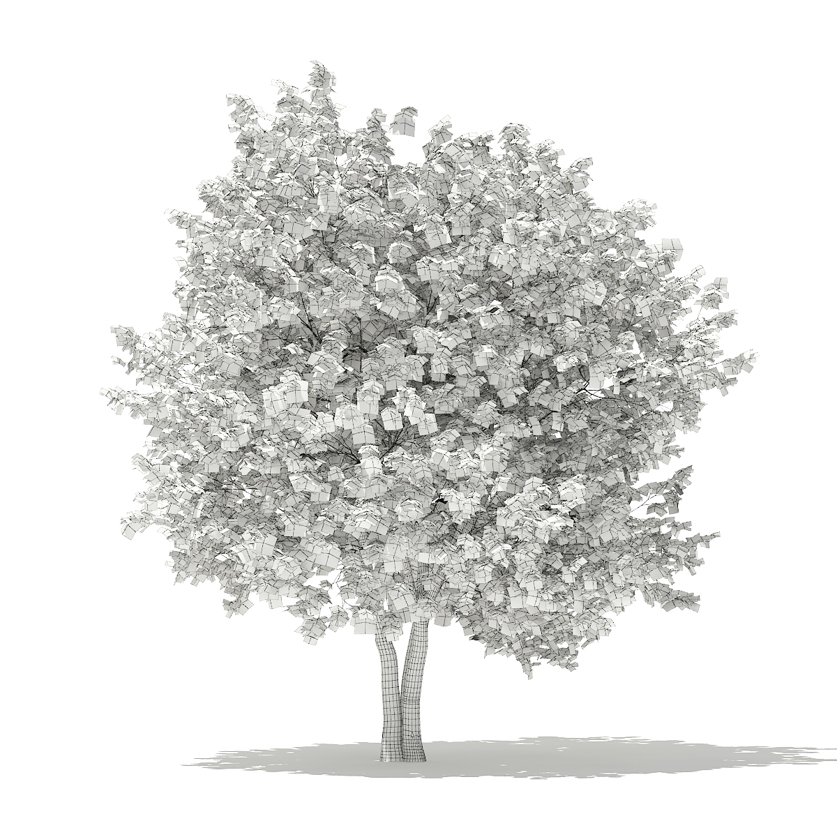 1200x1200 Ginkgo Tree - Ginkgo Tree Drawing