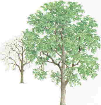 345x359 Ash Tree Pictures, Images, Photos, Facts On Ashs - Ginkgo Tree Drawing