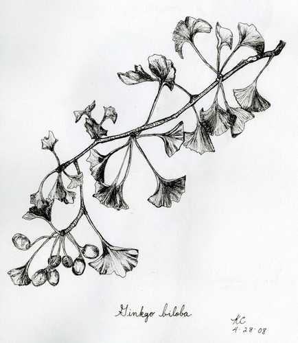 434x500 Ginkgo Tree - Ginkgo Tree Drawing