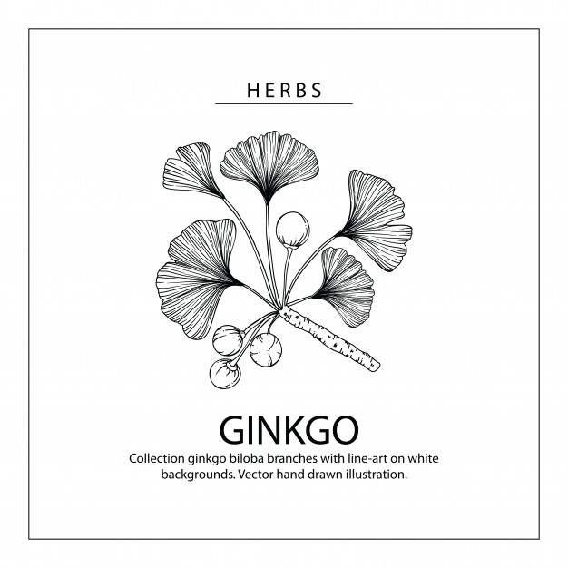 626x626 Ginkgo Vectors, Photos And Free Download - Ginkgo Tree Drawing
