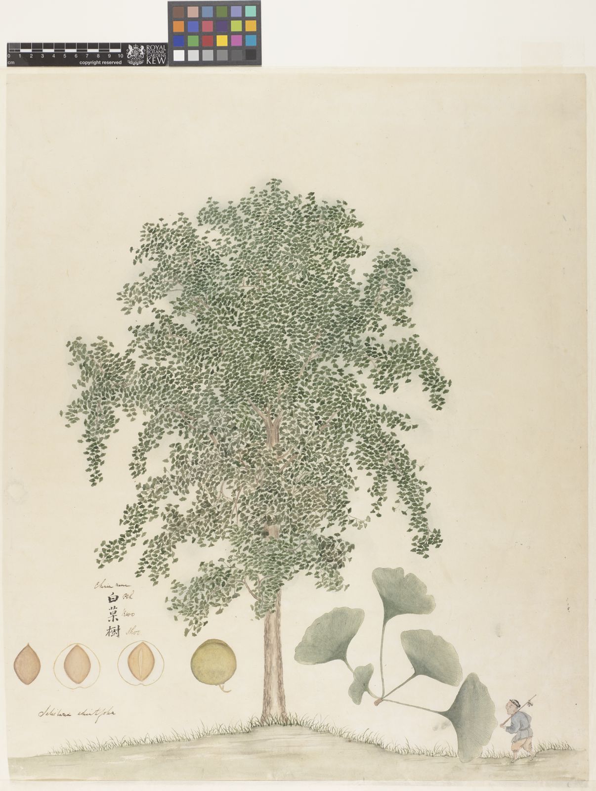 1206x1600 Ginkgo Biloba L Plants Of The World Online Kew Science - Ginkgo Tree Drawing