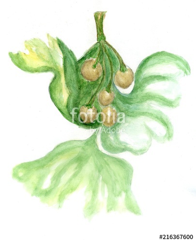 405x500 Ginkgo Biloba Leaves Art Stock Photo And Royalty Free Images - Ginkgo Tree Drawing