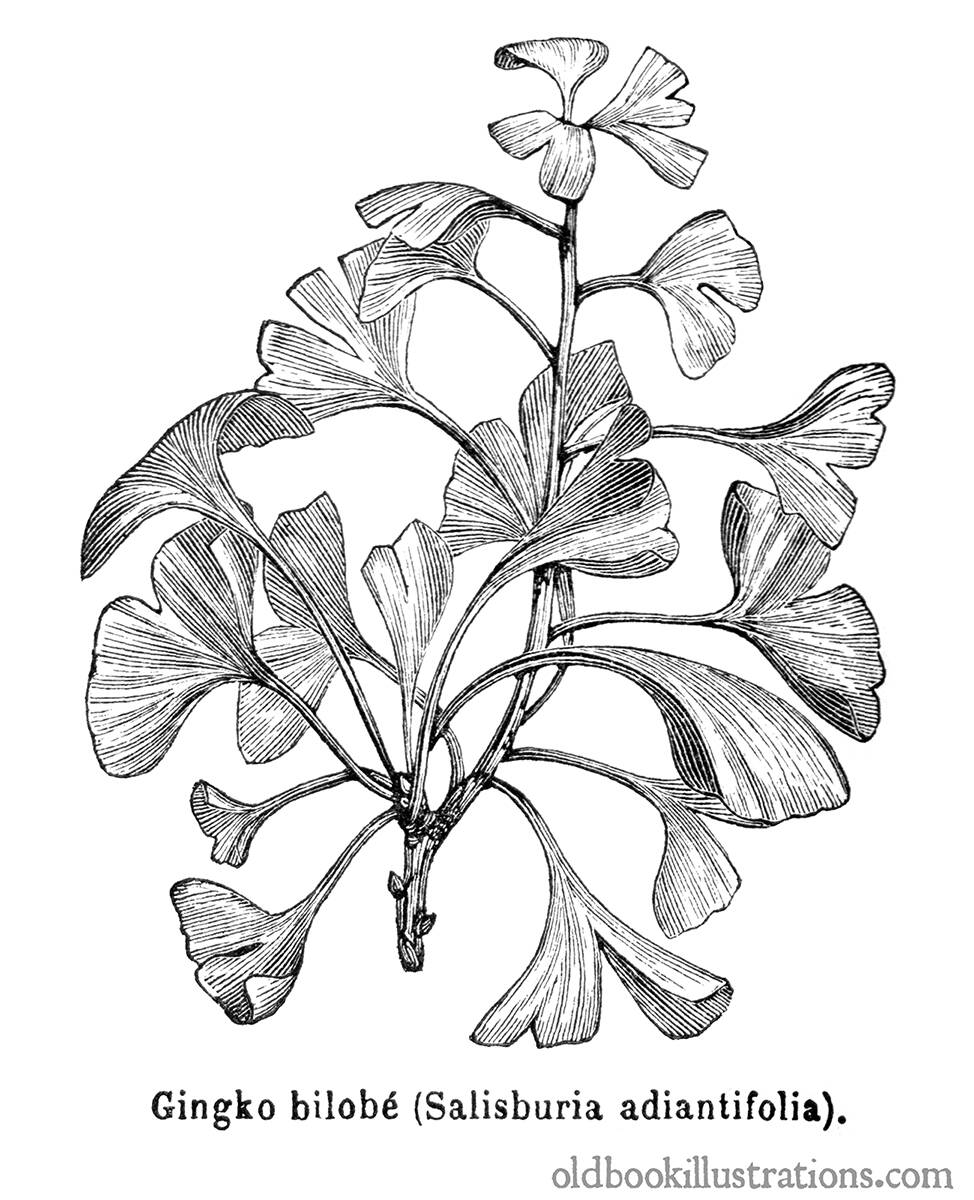 974x1200 Ginkgo Biloba Old Book Illustrations - Ginkgo Tree Drawing