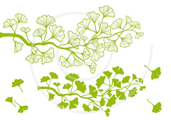 570x399 Ginkgo Tree Branch Digital Clip Art, Green Ginkgo Leaf Clipart - Ginkgo Tree Drawing