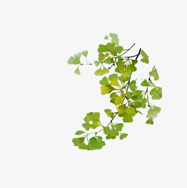 650x651 hand drawn ginkgo biloba, plant, hand painted, watercolor png - Ginkgo Tree Drawing