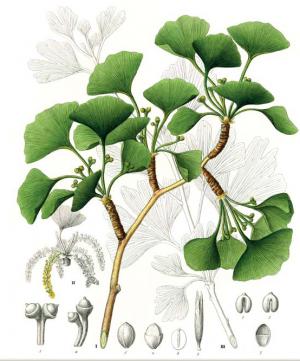 300x361 Homage To The Ginkgo Biloba Our Urban Times - Ginkgo Tree Drawing