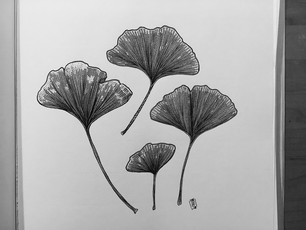 1000x750 Original Art - Ginkgo Tree Drawing