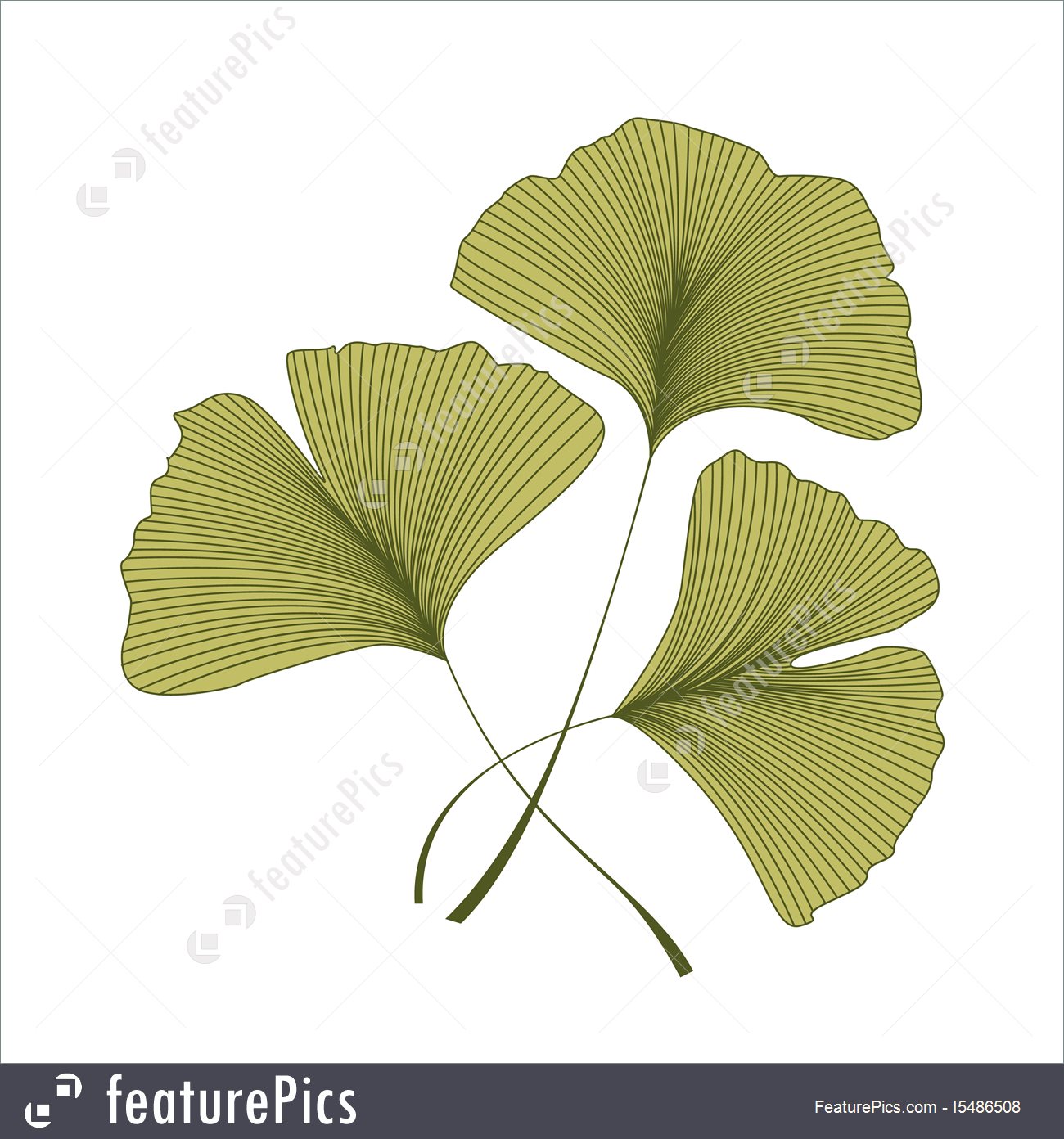 1300x1392 Ginkgo Leaf - Ginkgo Tree Drawing