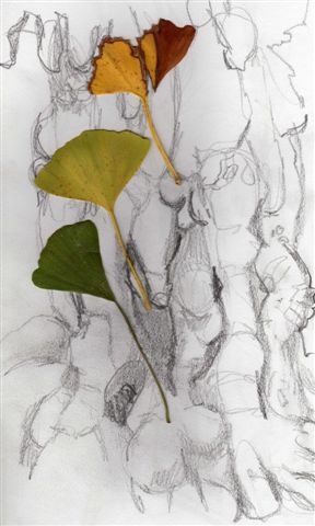 288x480 Geelong Visual Diary A Strange Ginkgo Tree In Geelong Gardens - Ginkgo Tree Drawing