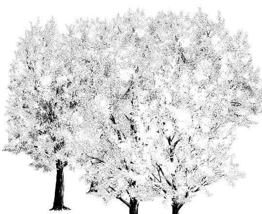 540x441 Ginkgo - Ginkgo Tree Drawing