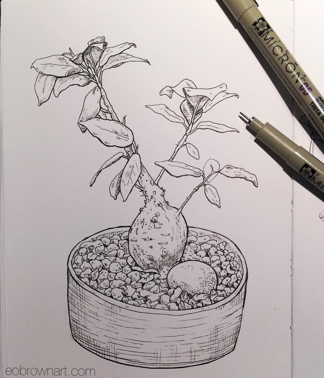 1080x1258 Eobrownart Little Ginseng - Ginseng Drawing