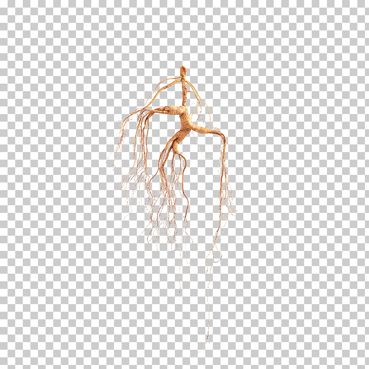 728x728 Figure Drawing Hand, Ginseng Ginseng Free Material Png Clipart - Ginseng Drawing