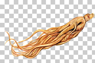 310x207 ginseng food drawing, root png clipart free cliparts uihere - Ginseng Drawing