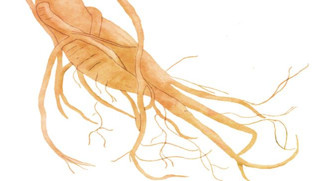 628x363 Ginseng Now, No Flu Later - Ginseng Drawing