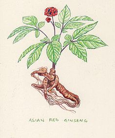 236x283 Best Ginseng Images Ginseng Benefits, Herbal Remedies, Korean - Ginseng Drawing