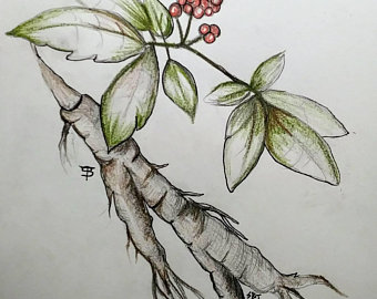 340x270 Ginseng Art Etsy - Ginseng Drawing