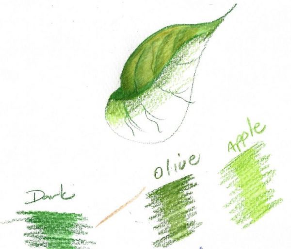 600x513 Ginseng In May Wild Ozark - Ginseng Drawing