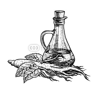 400x400 hand drawn ginseng oil extract of plant with leaves vintage - Ginseng Drawing
