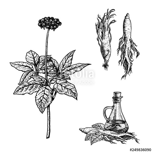 500x500 Hand Drawn Set Of Ginseng Plant, Oil And Roots Vintage Vector - Ginseng Drawing