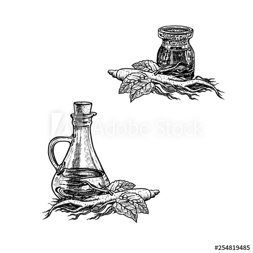 500x500 hand drawn sketch of ginseng oil extract of plant vector - Ginseng Drawing