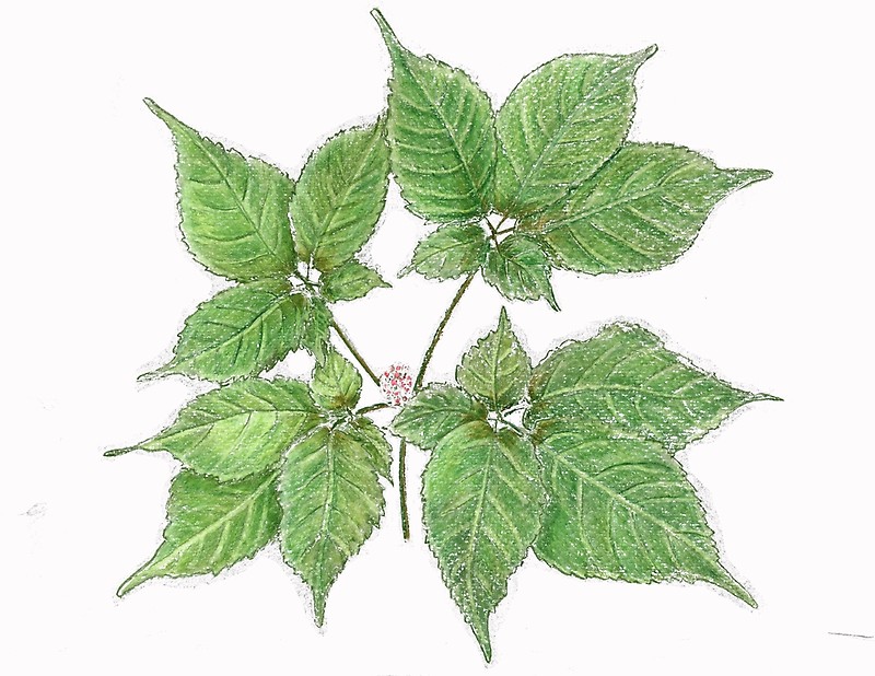 800x618 American Ginseng Drawing - Ginseng Drawing