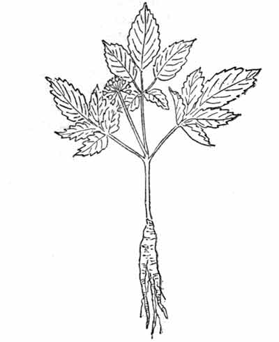 400x490 Herbs - Ginseng Drawing