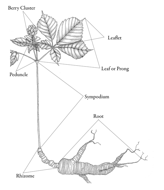 561x649 How To Determine The Age Of Ginseng Plants - Ginseng Drawing