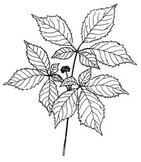 279x320 Species - Ginseng Drawing