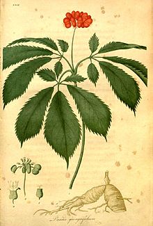 220x325 American Ginseng - Ginseng Drawing