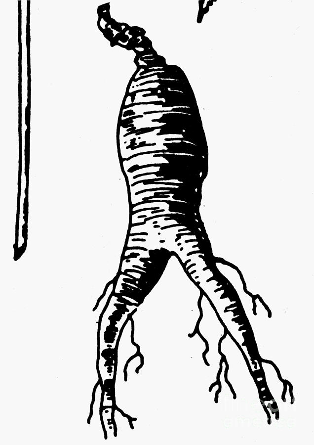 636x900 botany ginseng root, photograph - Ginseng Drawing