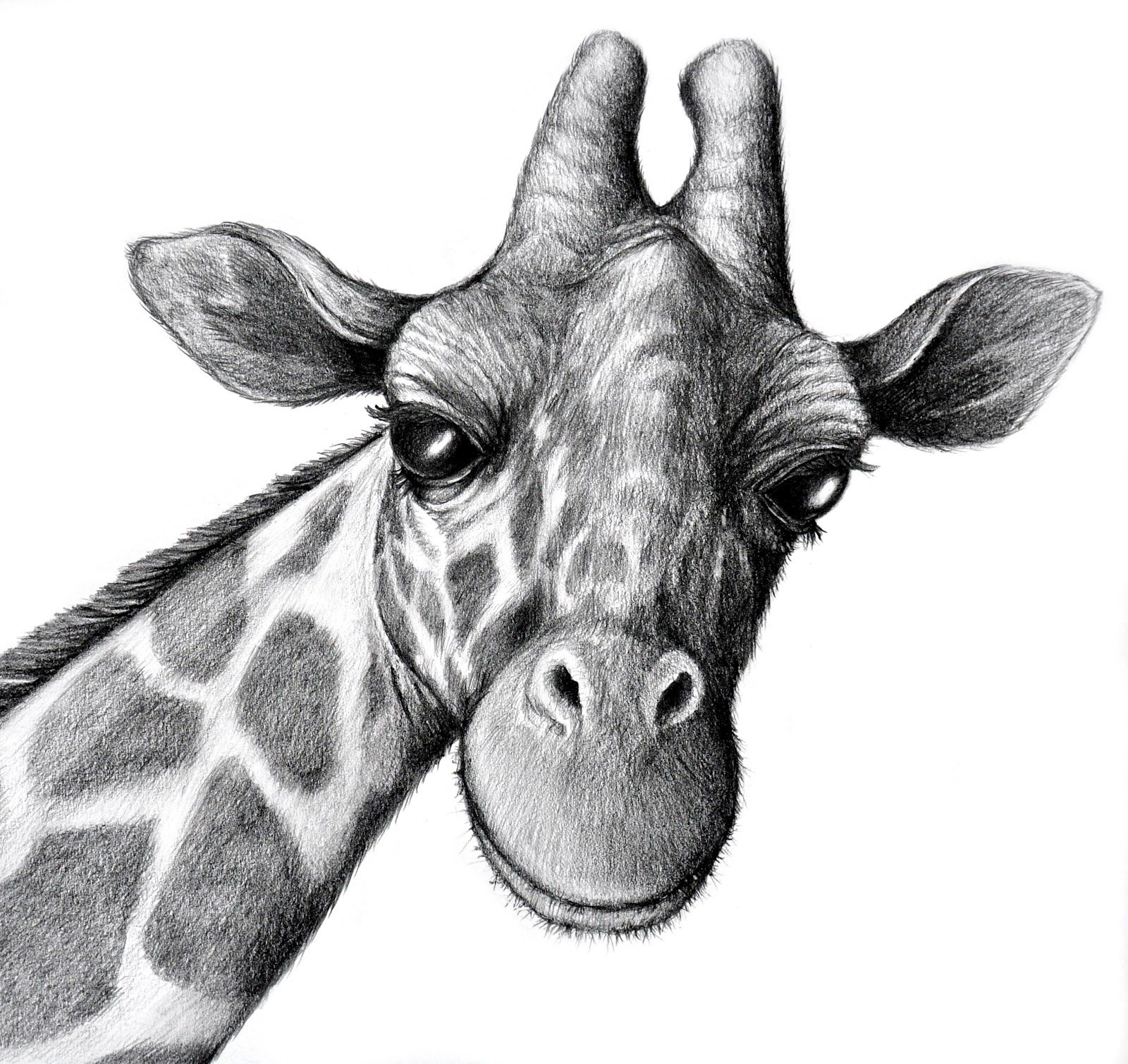 Giraffe Face Drawing at Explore collection of