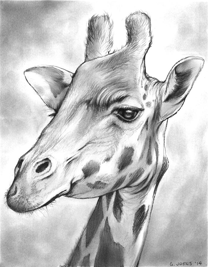 701x900 Giraffe Drawing - Giraffe Drawing