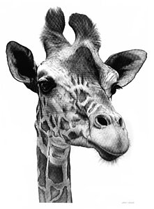 221x300 Giraffe Drawing - Giraffe Drawing