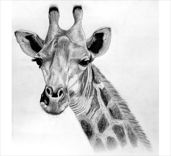 600x548 Giraffe Drawings - Giraffe Drawing