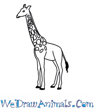 300x350 How To Draw A Giraffe - Giraffe Drawing